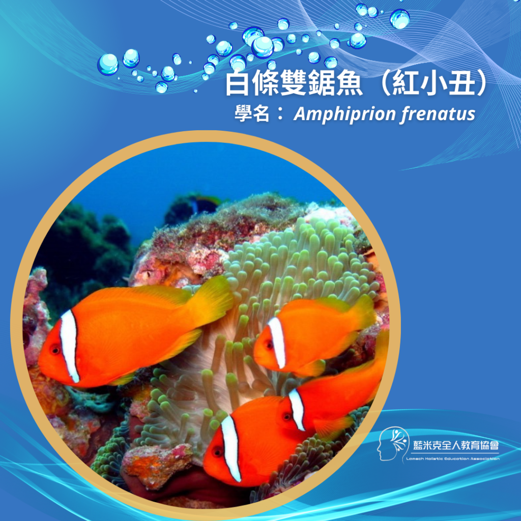 19 白條雙鋸魚圖